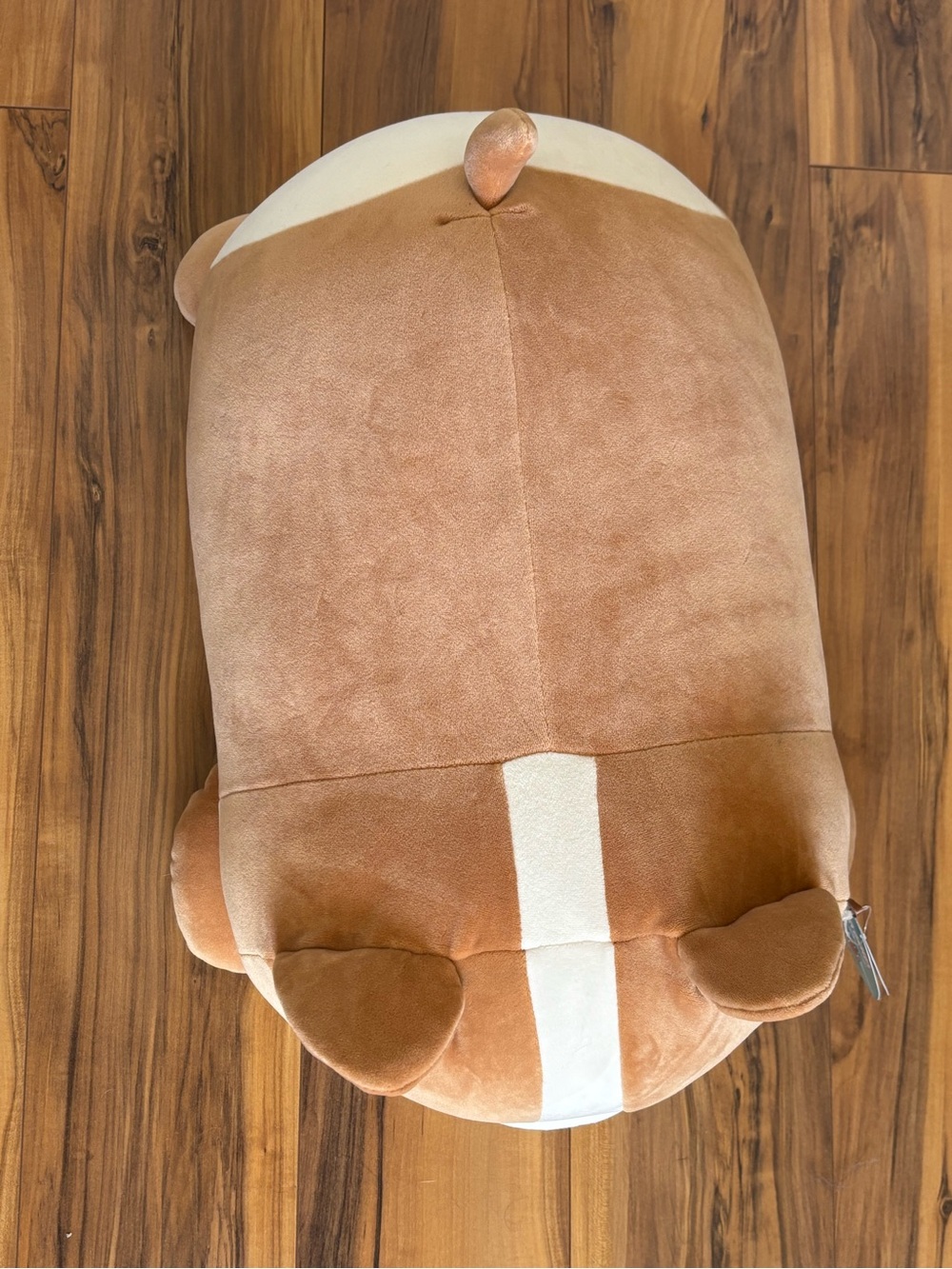 Squishmallow Cute Brown & Cream  Plush Corgi Dog named Regina - Picture 4 of 6